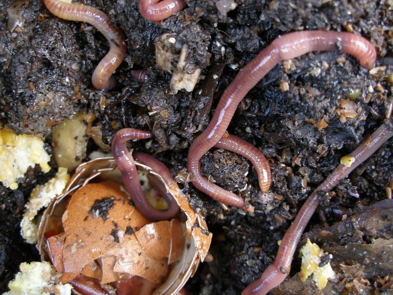 Go Wild for Worms